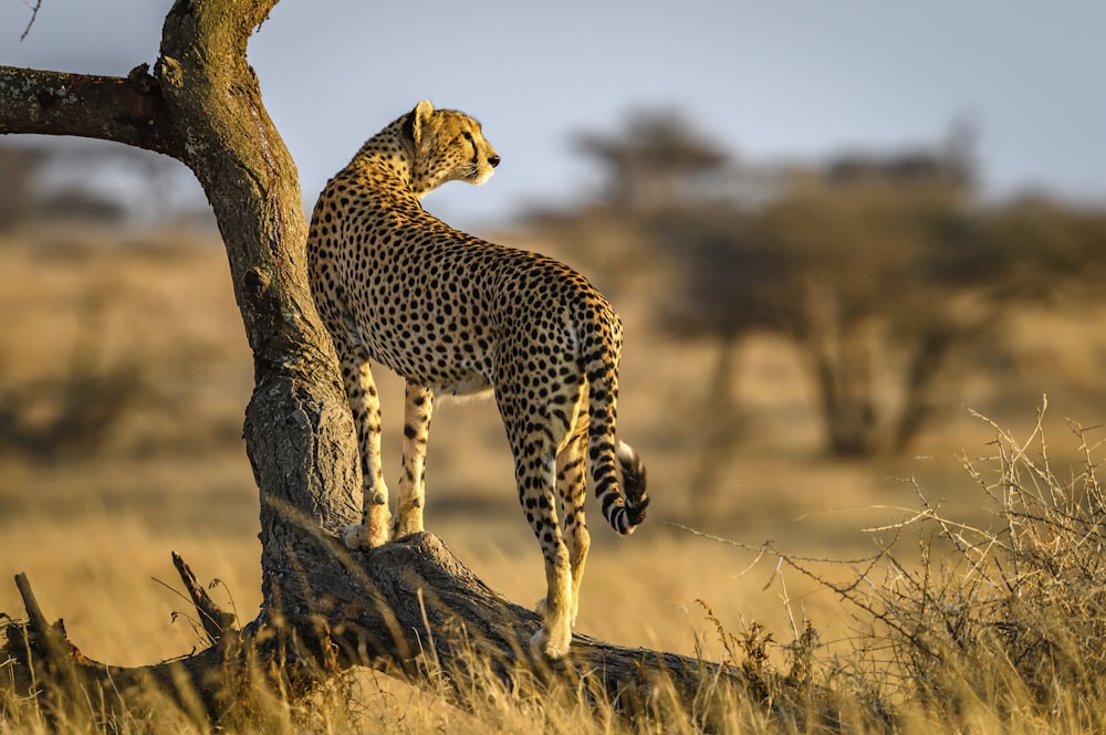 guépard sur l’herbe brune pendant la journée