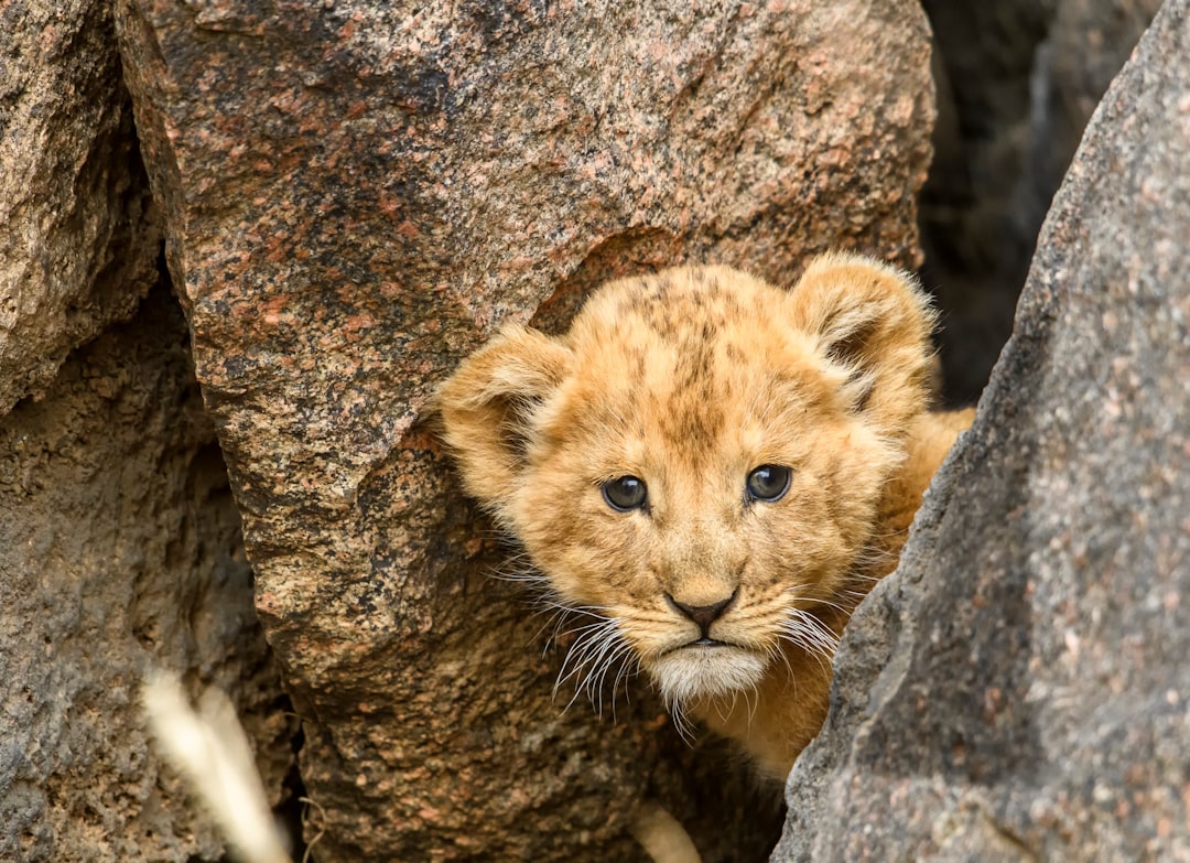 brown lion cub on gray rock