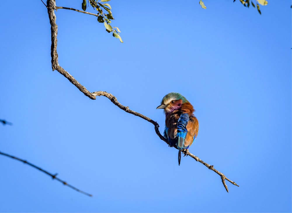 blue and orange bird on brown tree branch during daytime