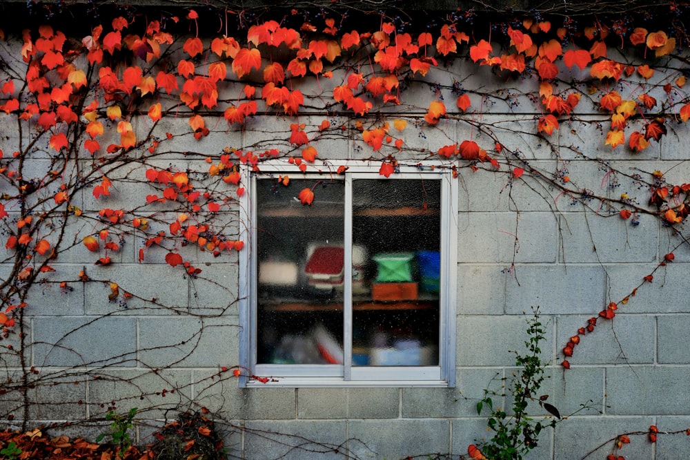 white wooden framed glass window