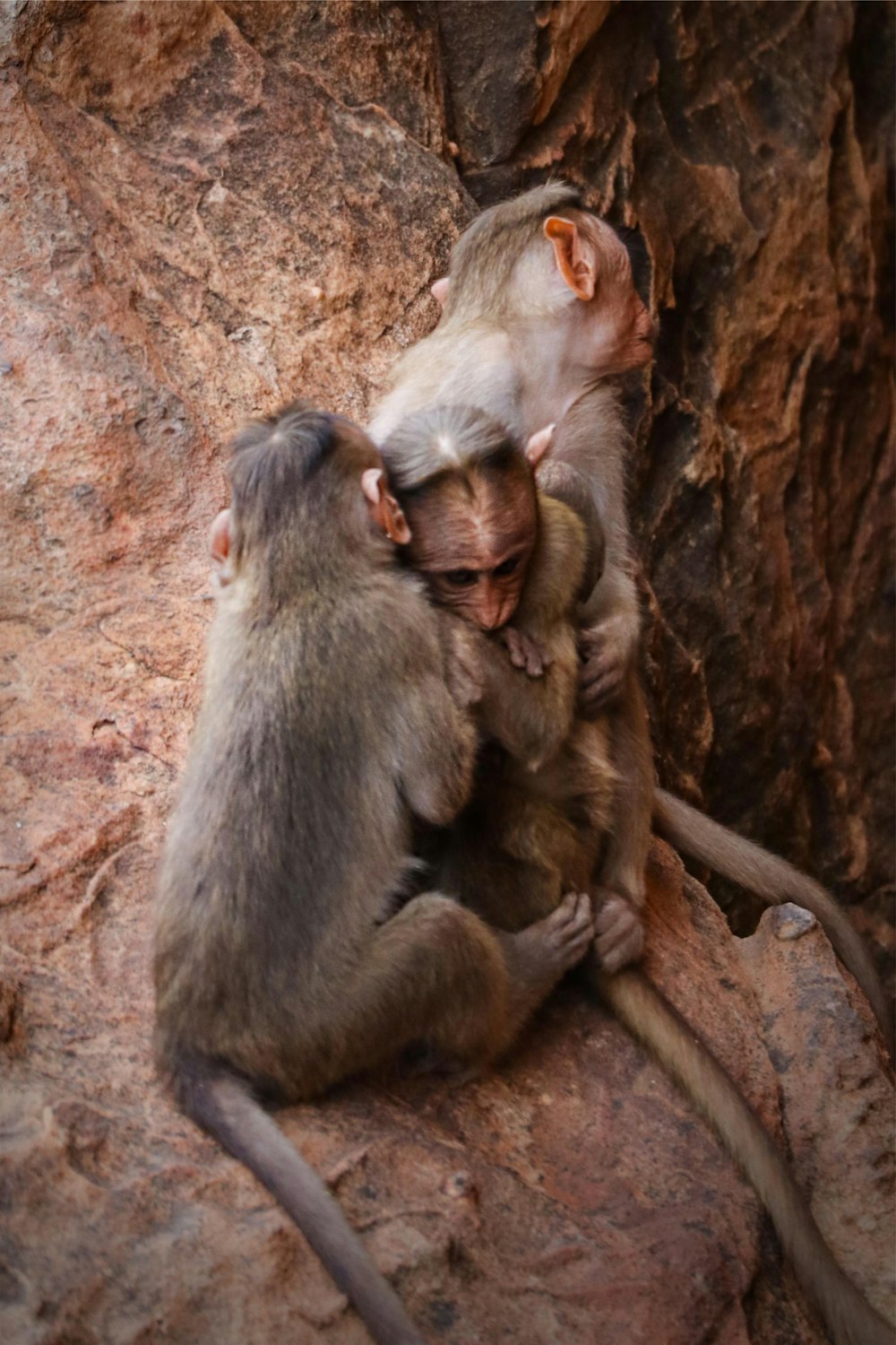 monkey sitting on brown tree branch during daytime