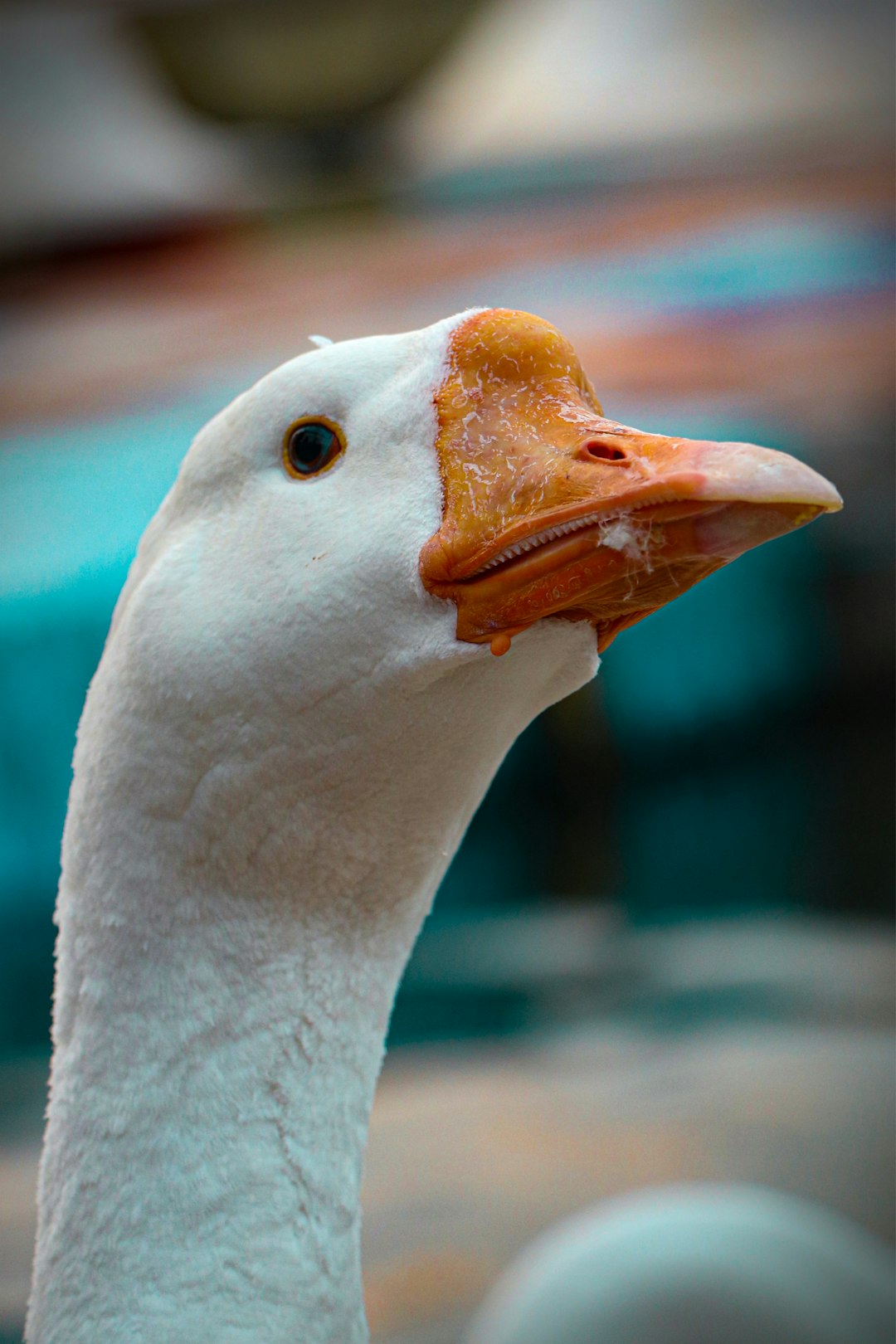  white duck in close up photography goose