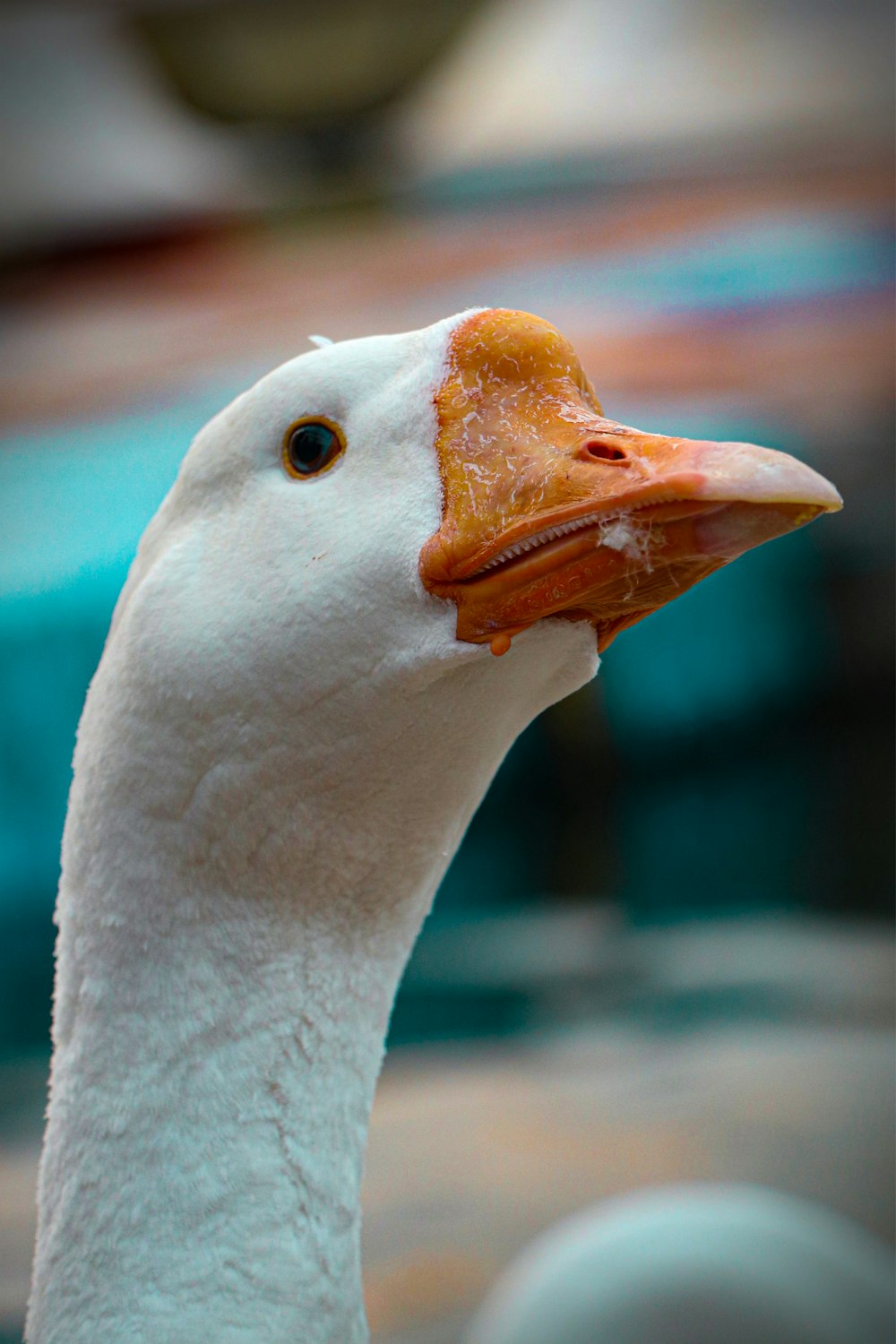 white duck in close up photography