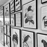 A collection of framed black-and-white illustrations and prints on a wall, including shoes, birds, floral designs, and abstract portraits. The artwork is diverse, featuring various styles and subjects, all mounted in matching black frames against a light-colored wall.