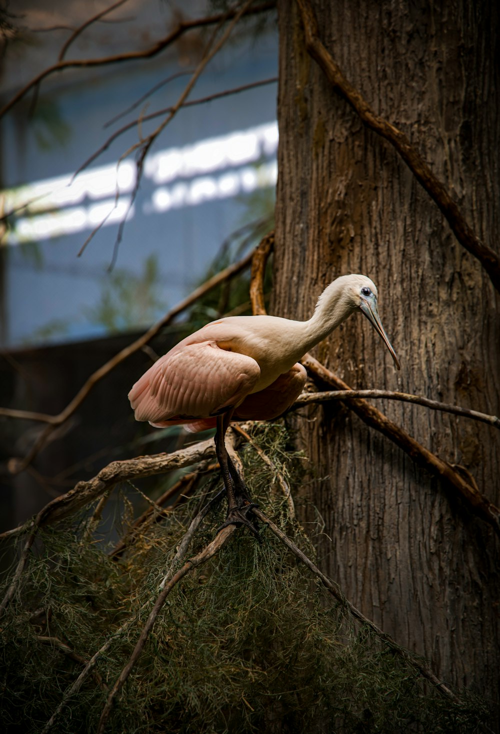 pássaro rosa e branco na cerca de madeira marrom durante o dia