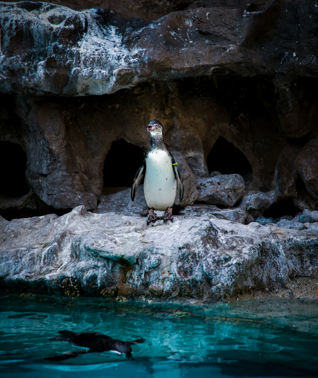 2 penguins standing on rock formation near body of water during daytime