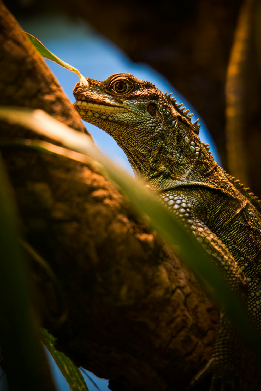 green and black iguana on brown tree branch