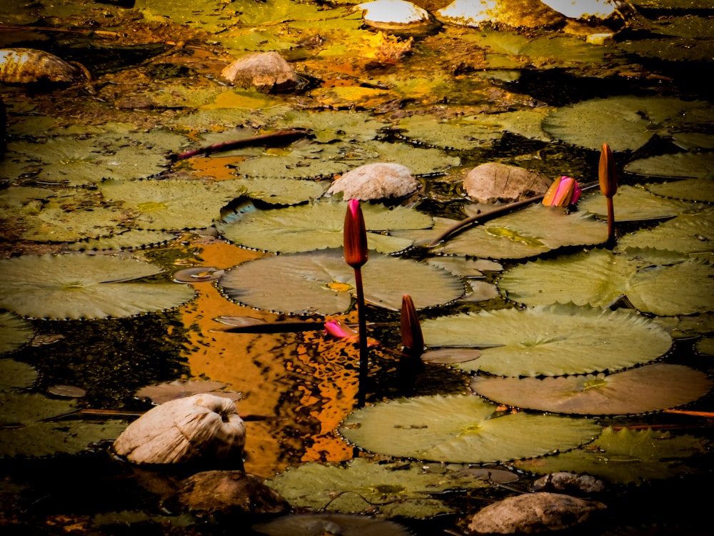 pink and white lotus flowers on water