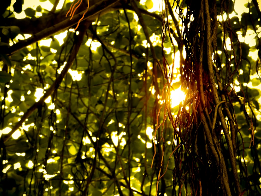 sun rays coming through green leaves