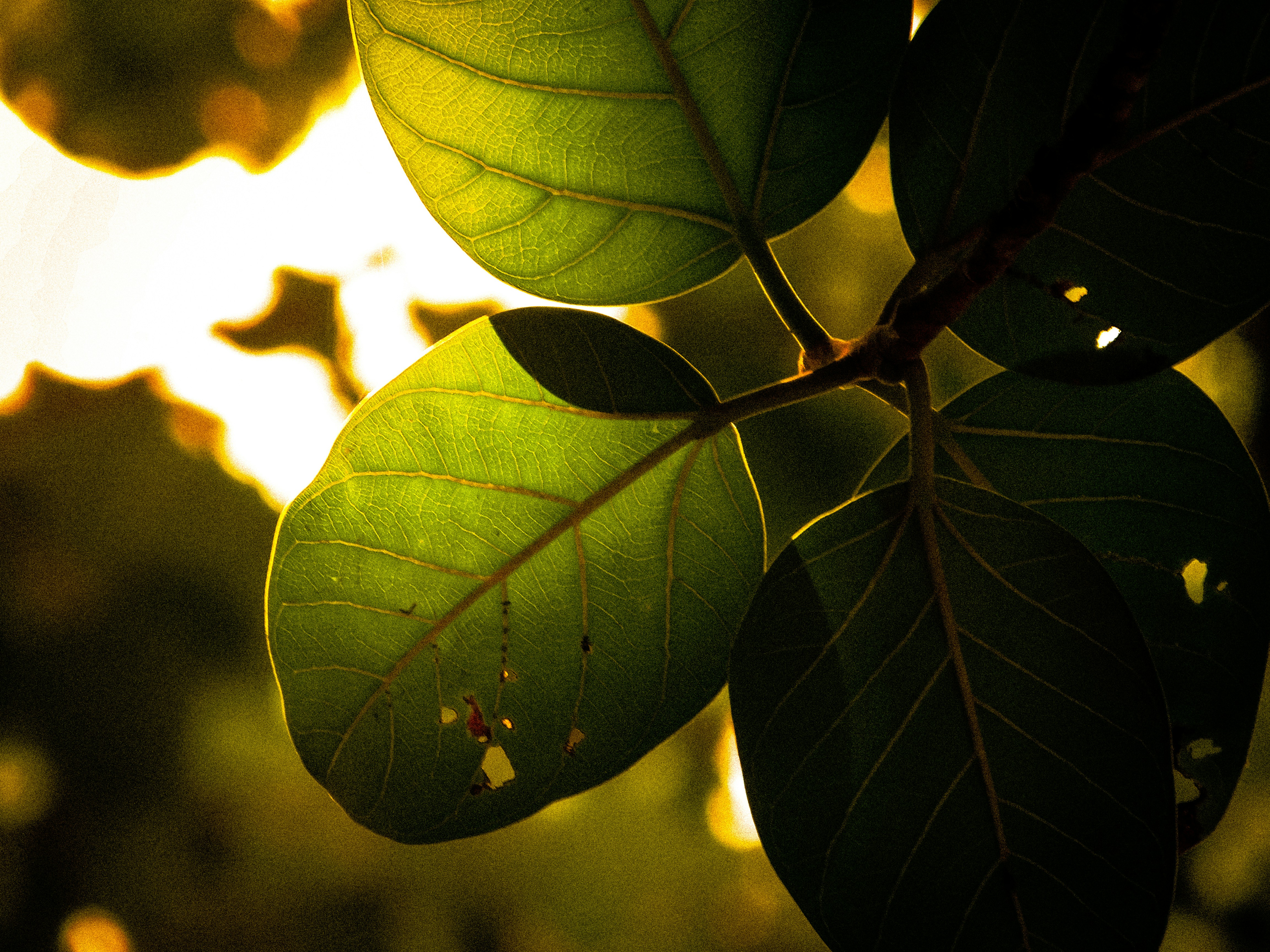 Photo by shashankkkk