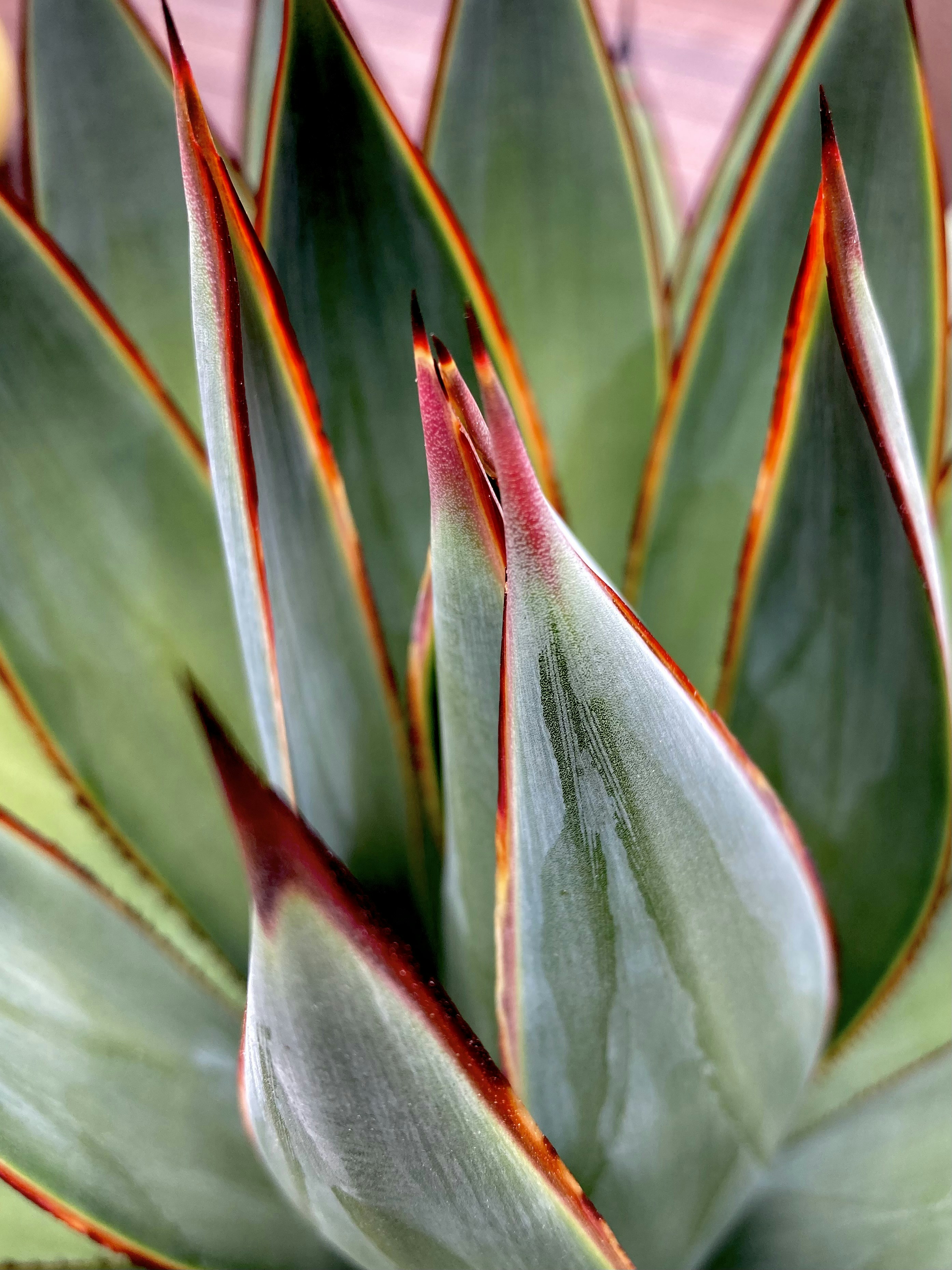 green and red plant in close up photography