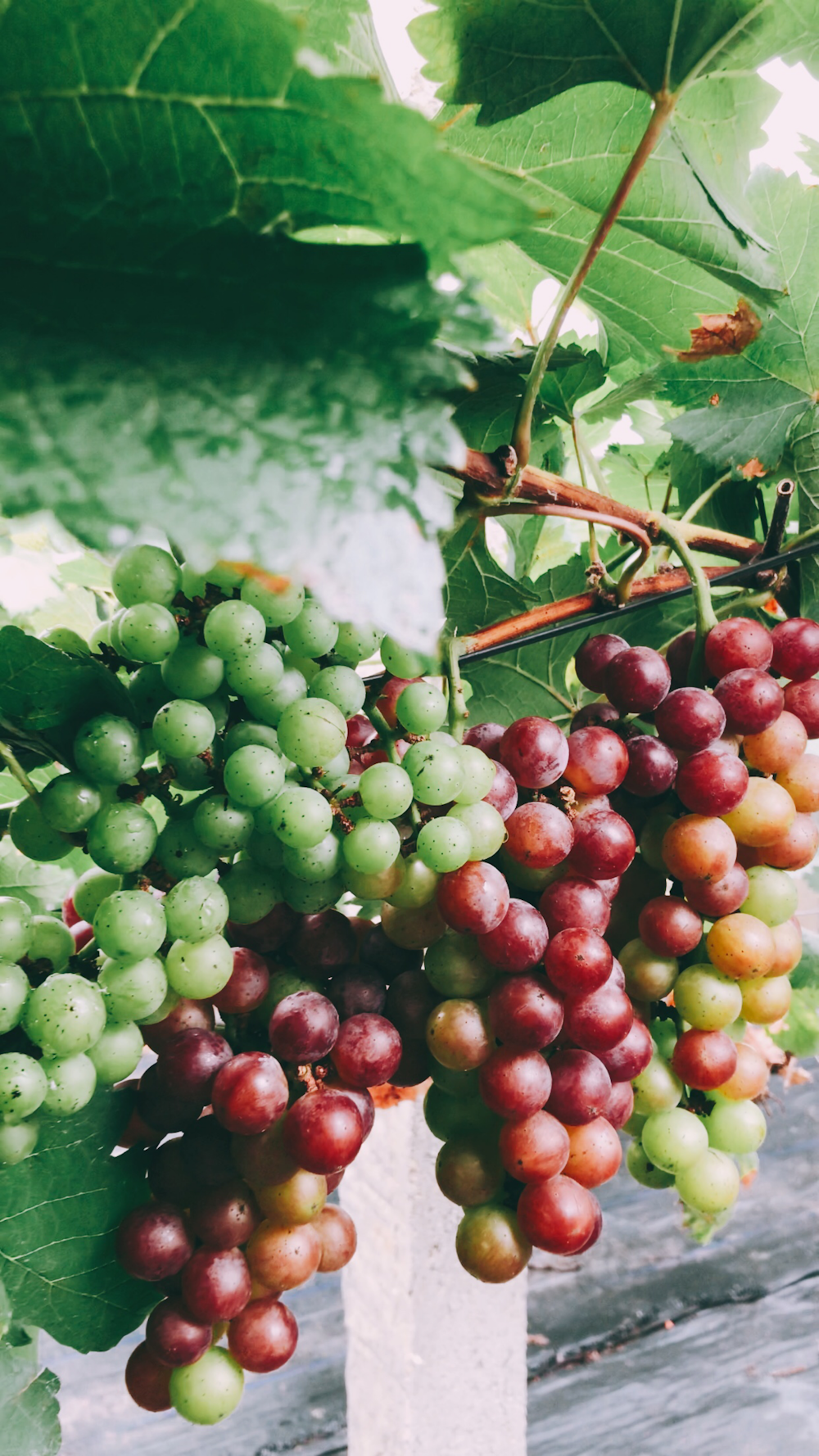 green and red grapes fruit