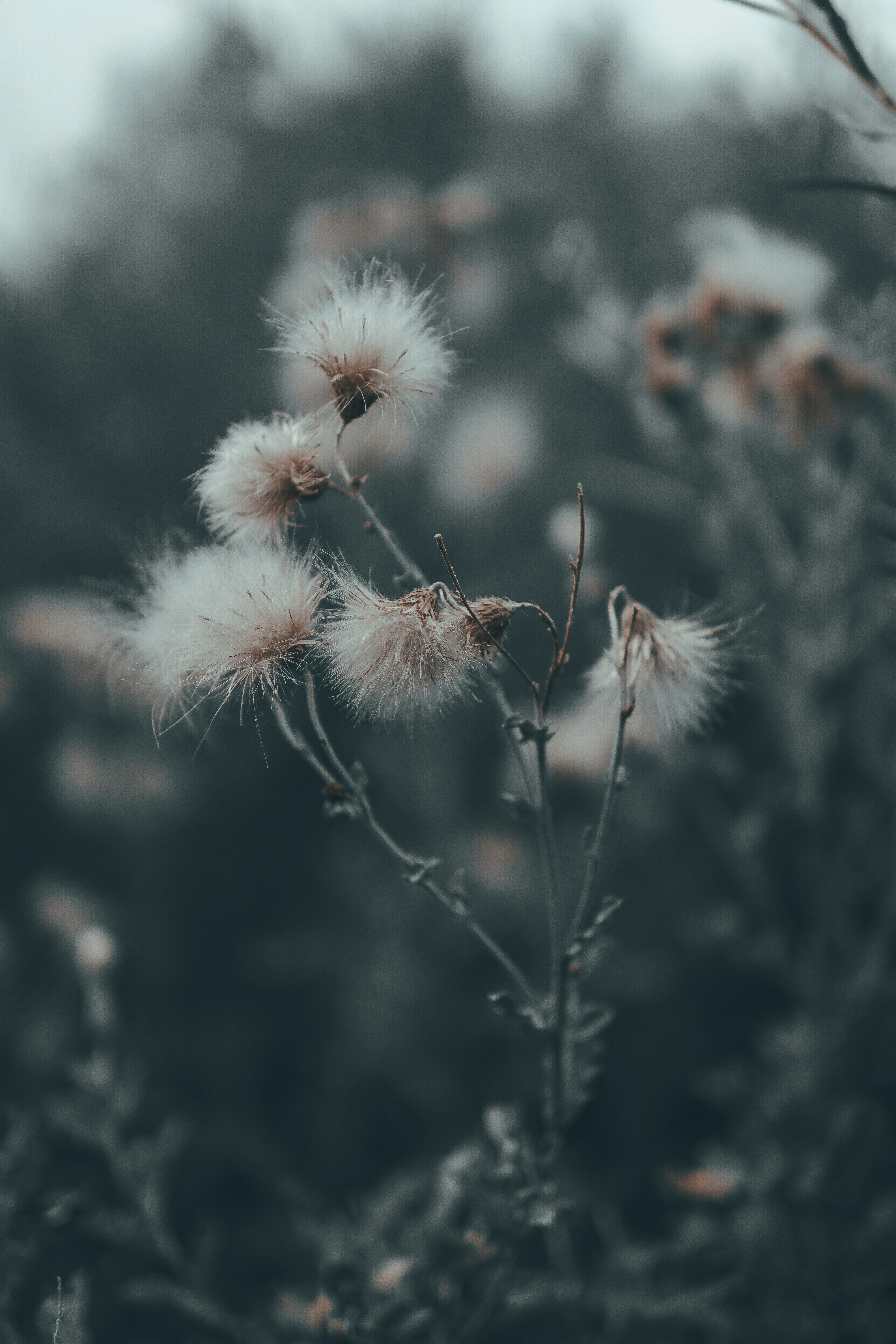 Photo by tomatopictures1