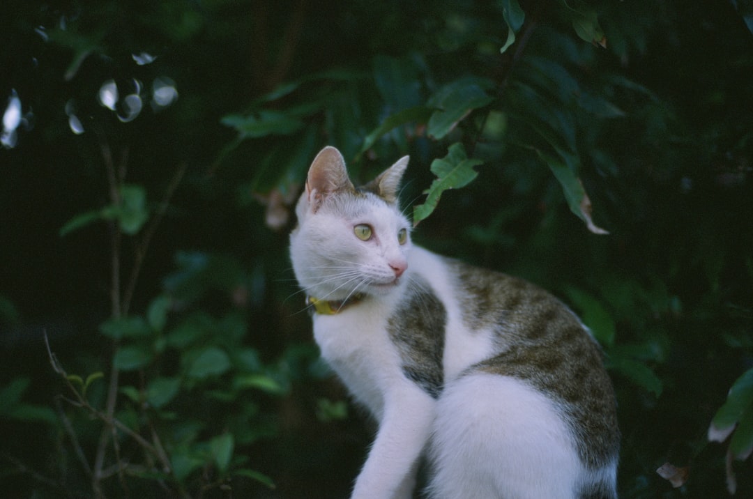 white and brown cat on green grass