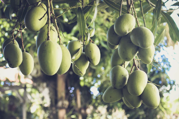 A farmer from Central India gently holding freshly harvested mangoes with lush orchard trees in the background.