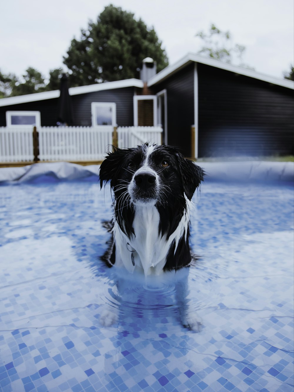 black and white border collie in water
