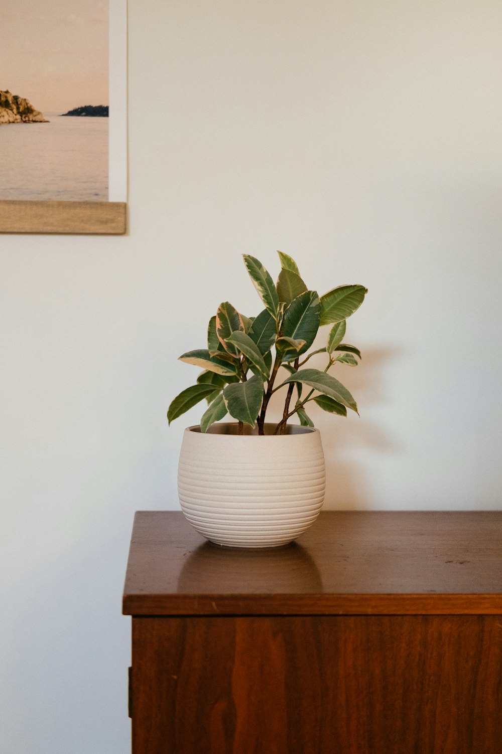 green plant on white ceramic pot