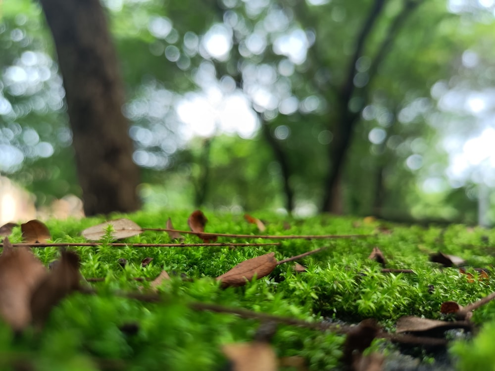 brown dried leaf on green grass during daytime