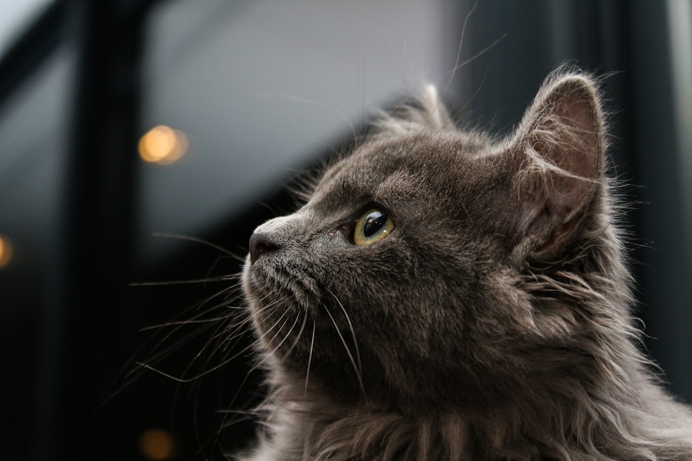 graue Katze auf blauem Hintergrund