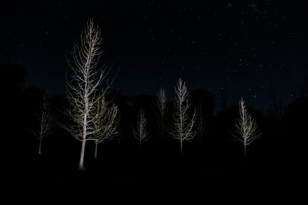a group of trees that are standing in the dark