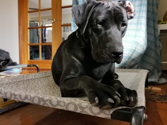 A large black dog is resting on a patterned, elevated pet bed indoors. The pet has an attentive and calm demeanor, with floppy ears and large paws. The surrounding environment includes wooden furniture, a plaid curtain, and some household items.