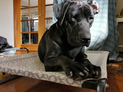A large black dog is resting on a patterned, elevated pet bed indoors. The pet has an attentive and calm demeanor, with floppy ears and large paws. The surrounding environment includes wooden furniture, a plaid curtain, and some household items.