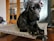A large black dog is resting on a patterned, elevated pet bed indoors. The pet has an attentive and calm demeanor, with floppy ears and large paws. The surrounding environment includes wooden furniture, a plaid curtain, and some household items.