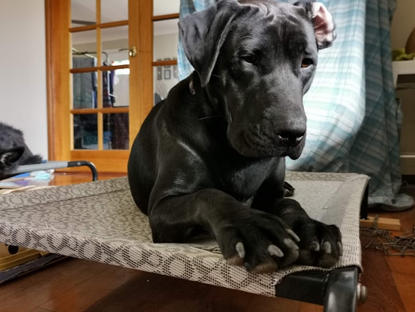 A large black dog is resting on a patterned, elevated pet bed indoors. The pet has an attentive and calm demeanor, with floppy ears and large paws. The surrounding environment includes wooden furniture, a plaid curtain, and some household items.