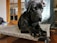 A large black dog is resting on a patterned, elevated pet bed indoors. The pet has an attentive and calm demeanor, with floppy ears and large paws. The surrounding environment includes wooden furniture, a plaid curtain, and some household items.