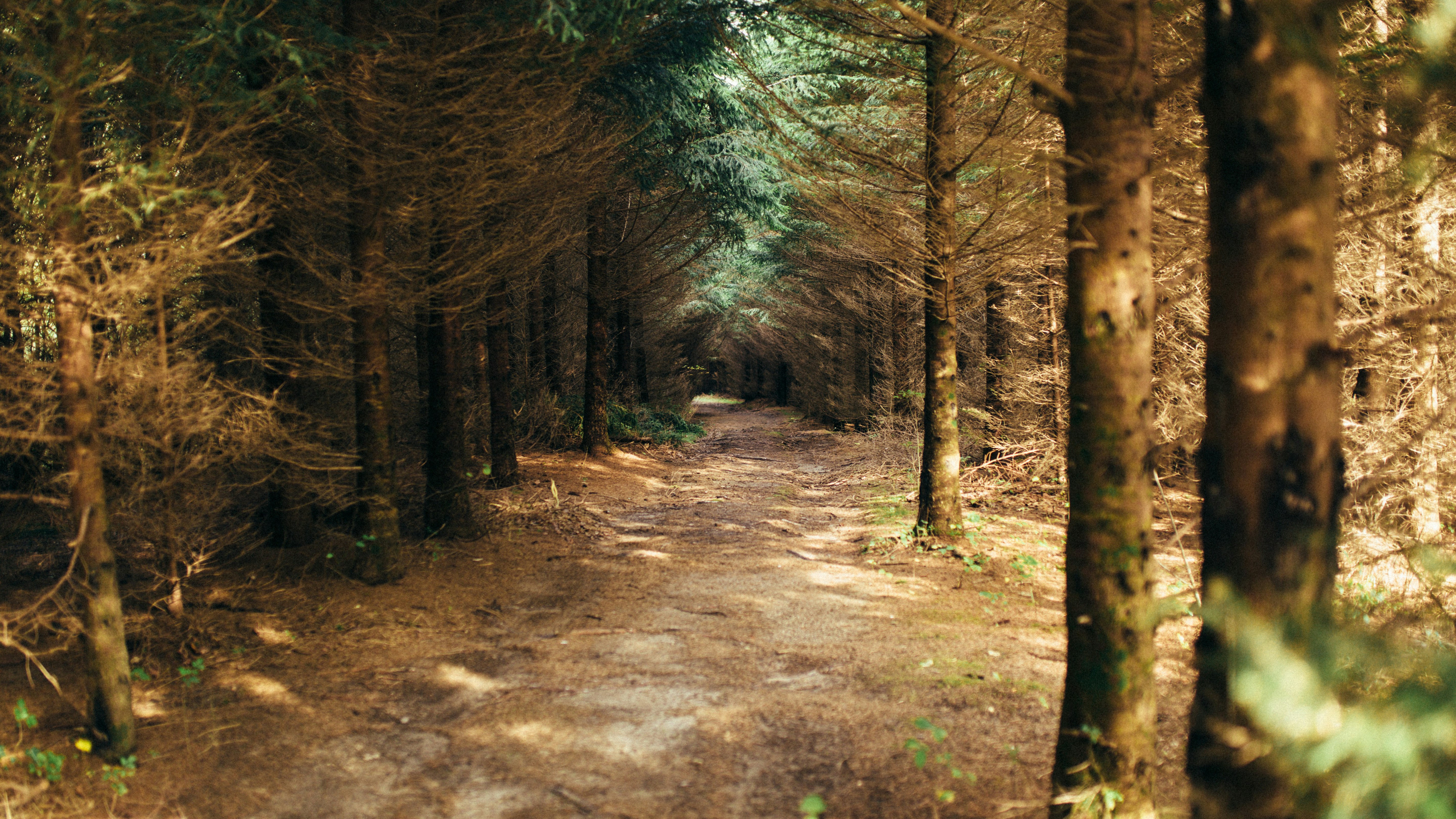 brown pathway between green trees during daytime