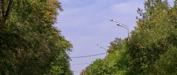 A city street lined with healthy, mature trees under a clear blue sky.