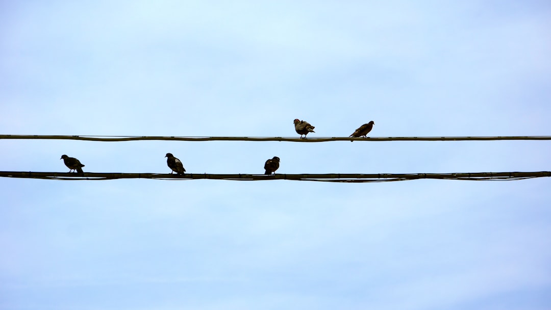 three birds on black wire under blue sky during daytime