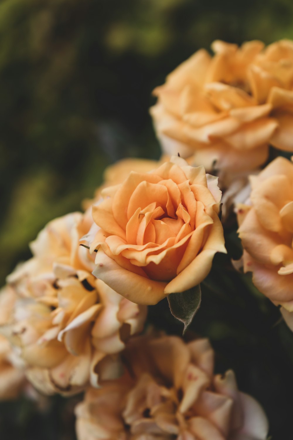 yellow rose in bloom during daytime