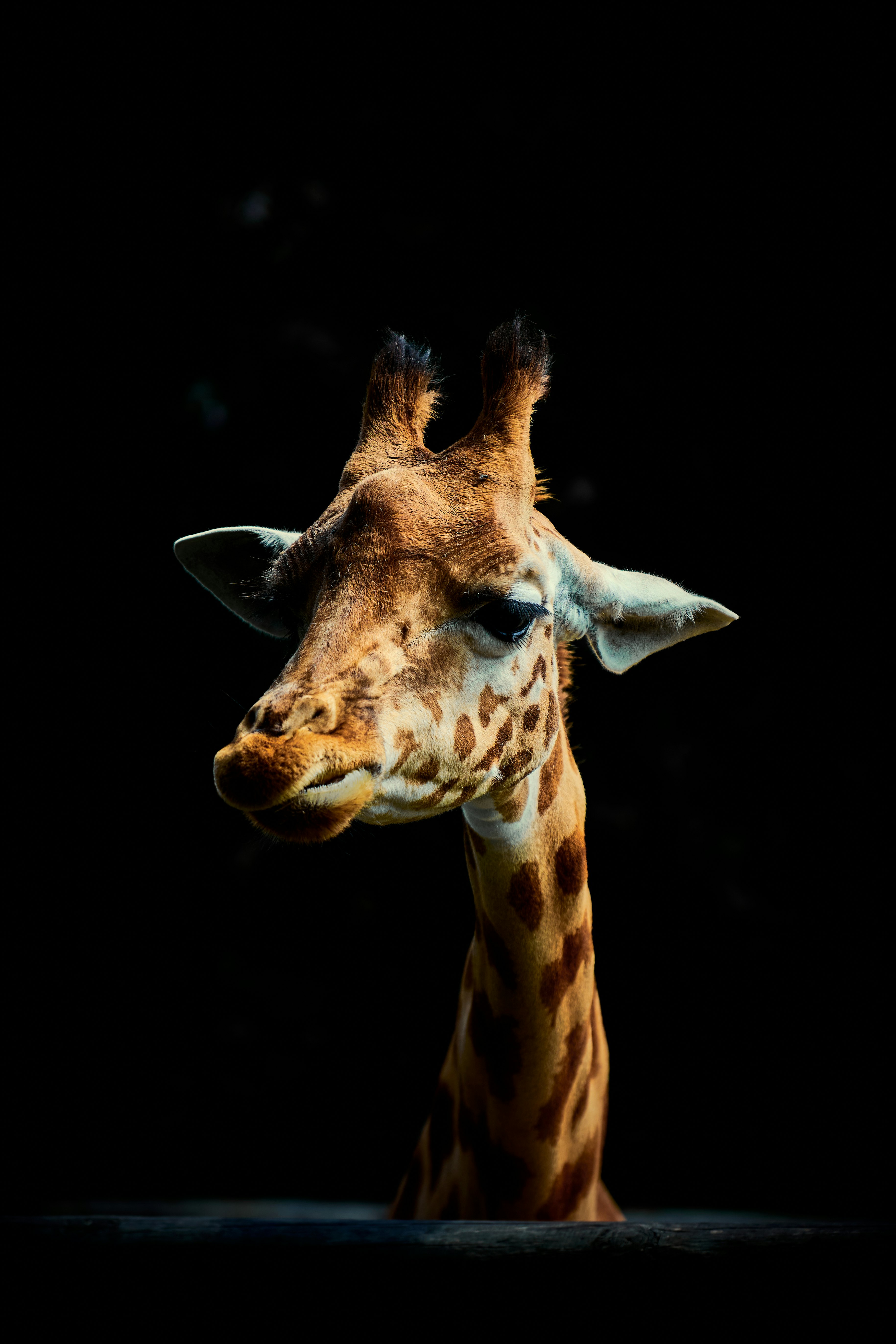 Photo de girafe réticulée par Millequand Corentin