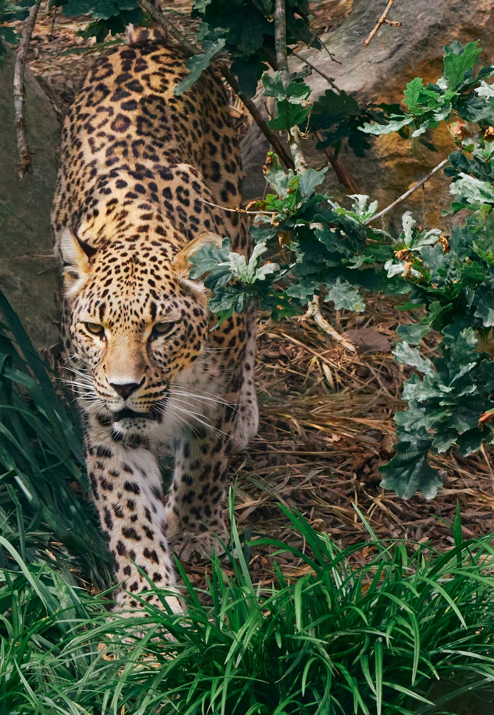 leopard lying on green grass