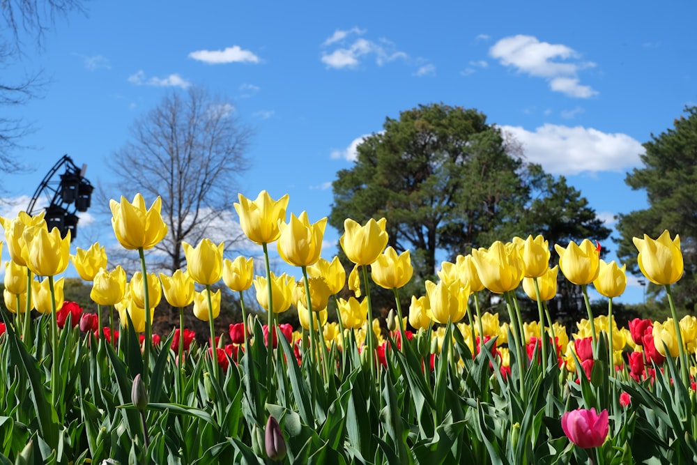 yellow tulips field under blue sky during daytime