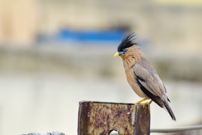 brown and black bird on brown wooden post during daytime