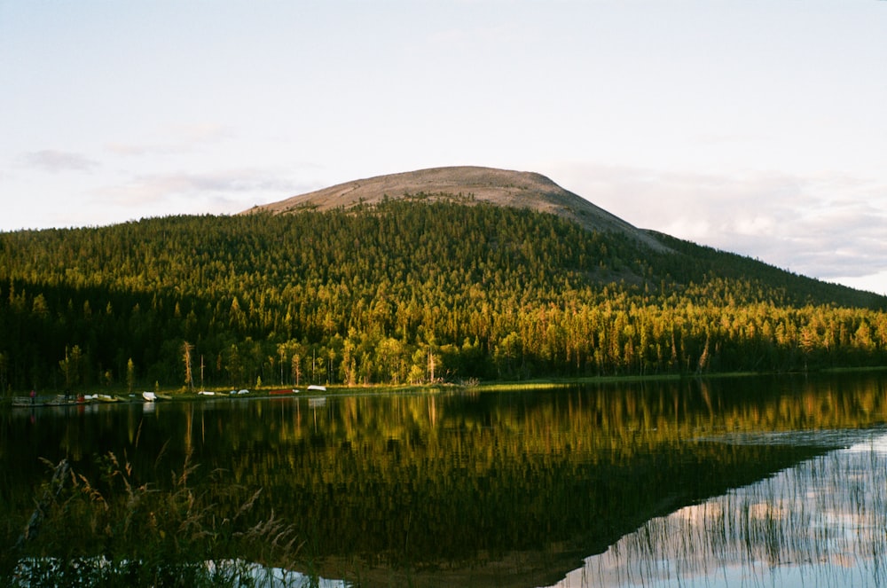 green trees near lake during daytime