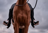 brown horse with black leather saddle