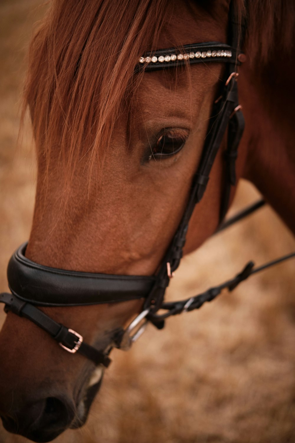 Caballo marrón con correa de cuero negro