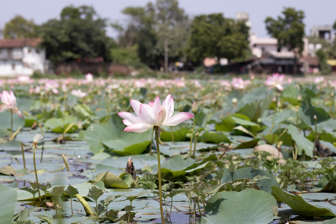 pink lotus flower in bloom during daytime