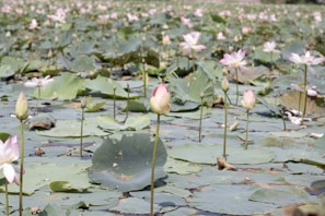 A serene view of the tranquil lotus pond beside the Lotus Temple in Delhi, framed by blooming flowers.