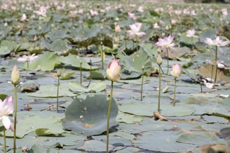 A serene view of the tranquil lotus pond beside the Lotus Temple in Delhi, framed by blooming flowers.