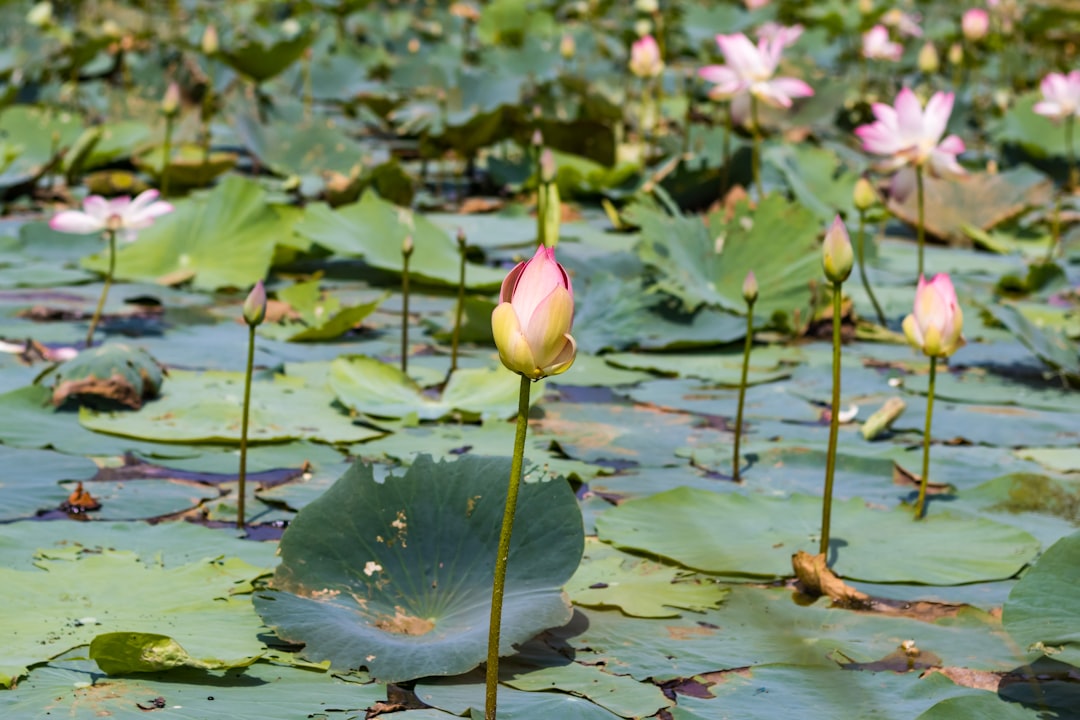 pink lotus flower on water