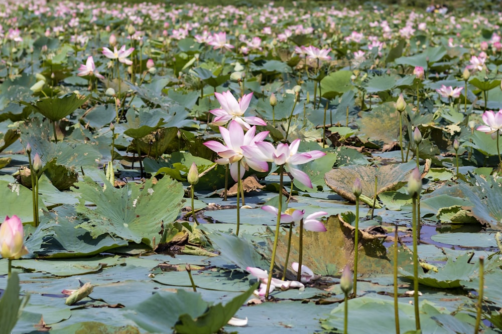 purple lotus flower on water