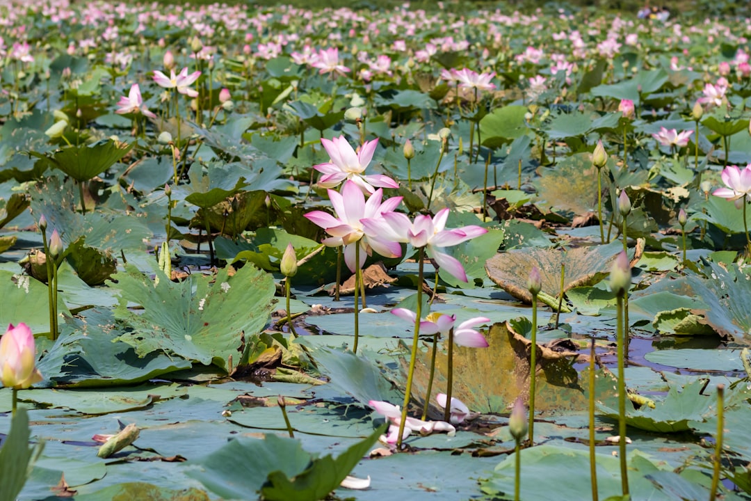 purple lotus flower on water