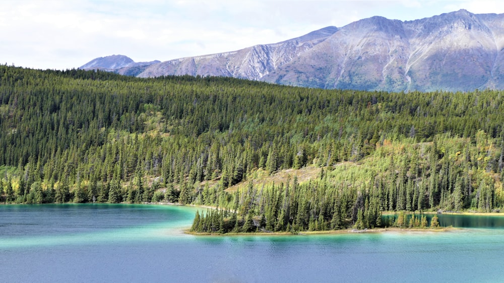 arbres verts près du lac pendant la journée