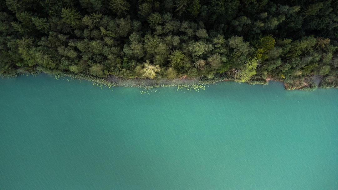 aerial view of green trees beside body of water during daytime