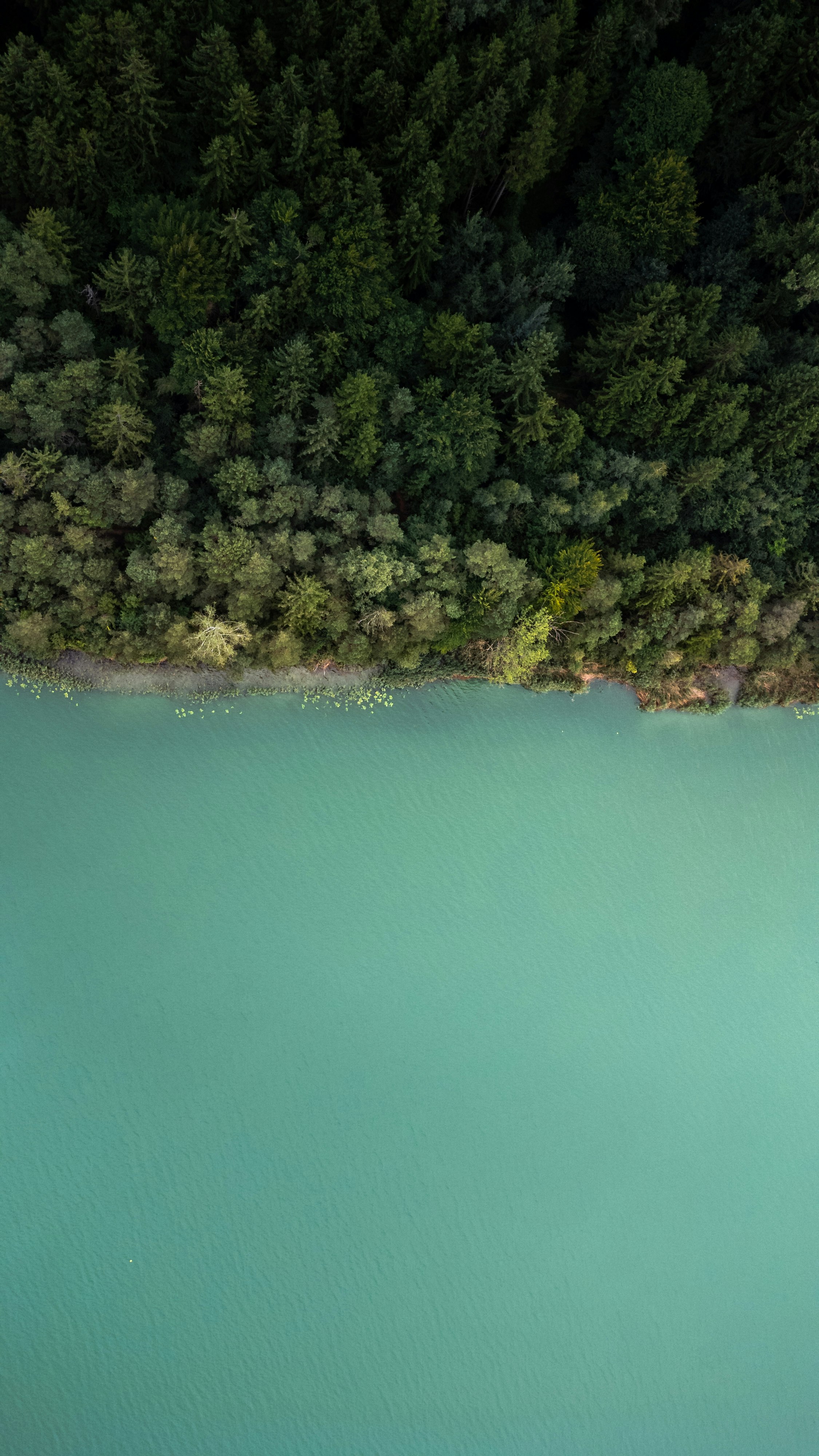 green trees beside body of water during daytime