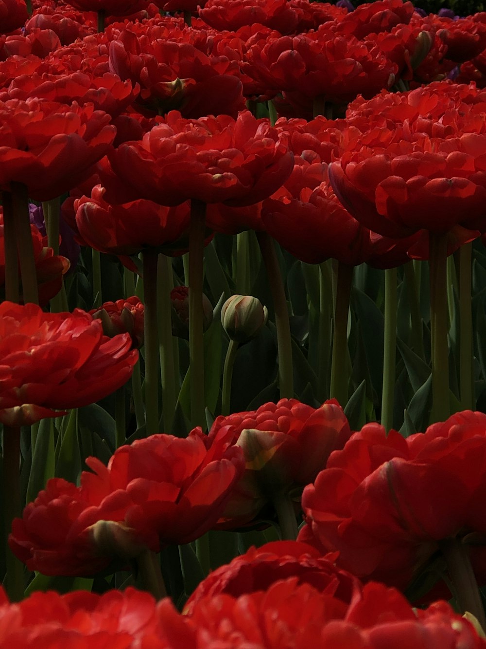 red tulips in bloom during daytime